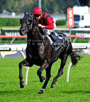 PRIZED ICON Champagne Stakes